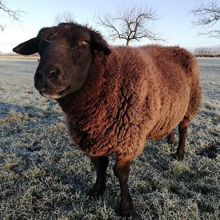 'T Pekelhuis - Vakantiehuisje Op Boerderij Huize Blokland Hem Dış mekan fotoğraf