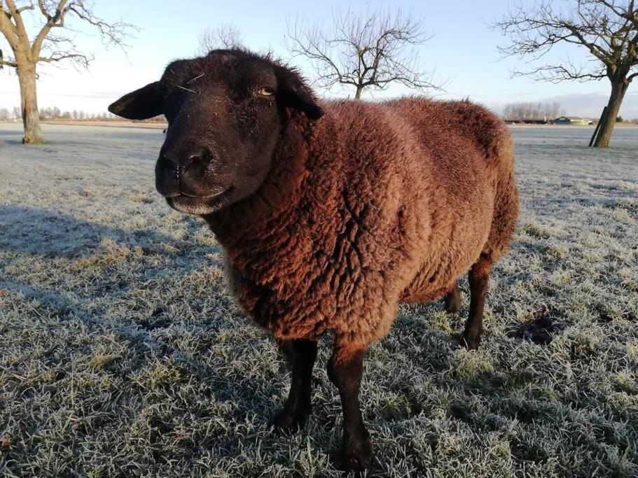 'T Pekelhuis - Vakantiehuisje Op Boerderij Huize Blokland Hem Dış mekan fotoğraf