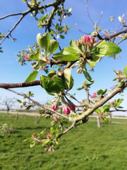 'T Pekelhuis - Vakantiehuisje Op Boerderij Huize Blokland Hem Dış mekan fotoğraf