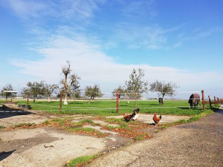 'T Pekelhuis - Vakantiehuisje Op Boerderij Huize Blokland Hem Dış mekan fotoğraf